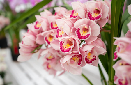 USDT钱包官网大花蕙兰